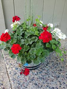 lot 33 image: Two Outdoor Planters With Flowers
