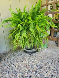 lot 34 image: Large Outdoor Plant With Planter
