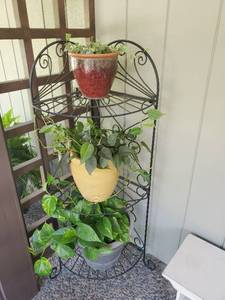 lot 35 image: Three Plants With Planters