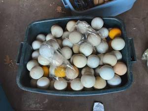 Tote Bin Full Of Lacrosse Balls