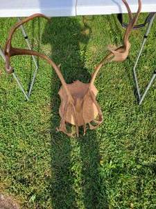 CARIBOU European Mount