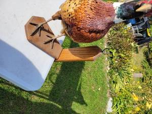 Mounted Rooster Pheasant