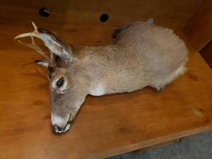 lot 99 image: Deer Mount