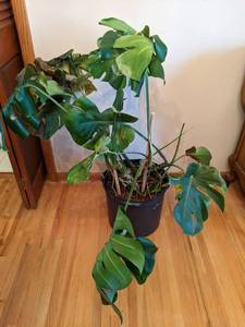 lot 131 image: 40-Inch Live Indoor Decorative House Plant