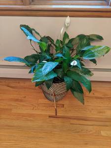 lot 135 image: 29-Inch Live Indoor Peace Lily Decorative House Plant