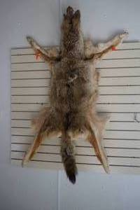 coyote pelt