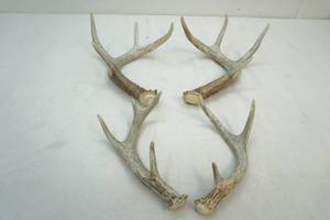 white tail antler sheds