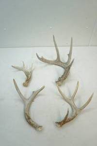 white tail antler sheds