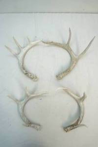 white tail antler sheds