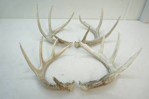 white tail antler sheds