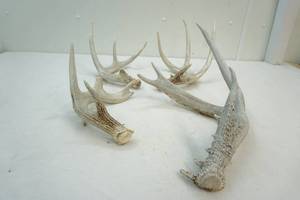 white tail antler sheds