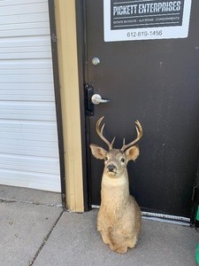 lot 360 image: Large Taxidermy Whitetail Buck Deer Mount
