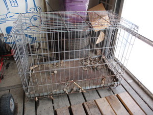 Large Pet Cage