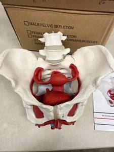 Axis Scientific 6-Part Female Skeletal Pelvis with Organs Model A-105190 - Great Condition With Box