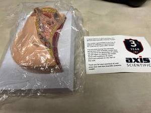 Axis Scientific&nbspBreast Cross-Section Model Human Body Anatomy Replica of Breast wCommon Pathologies for Doctors Office Educational Tool