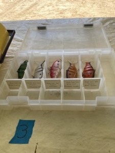 Kick Tail XL5 Lures wLeech Locker
