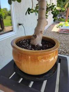Amazing LiveHealthy Jade Plant