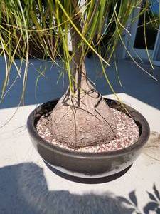 Bright Healthy Ponytail Palm Plant