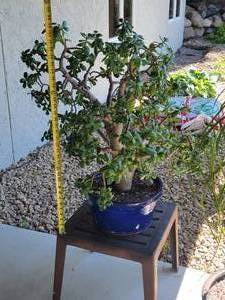 Fantastic HealthyLive Jade