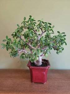 Stunning LiveHealthy Jade Plant