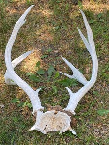 lot 96 image: Deer Antlers