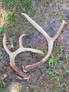 lot 97 image: Deer Antlers