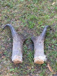 lot 98 image: Deer Antlers