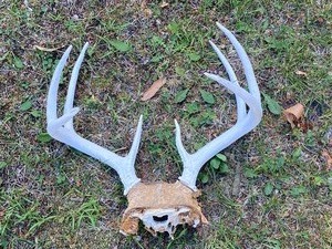 lot 99 image: Deer Antlers