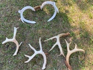 lot 100 image: Deer Antlers