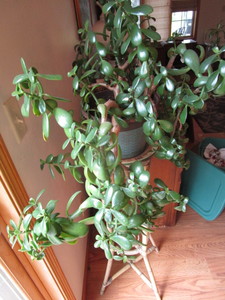 Jade Plant & Bamboo Stand