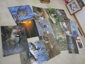 Water Fowl Photos