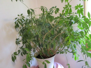 Schefflera House Plant