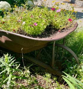 lot 35 image: Decorative Rusted Wheelbarrow Yard Decor