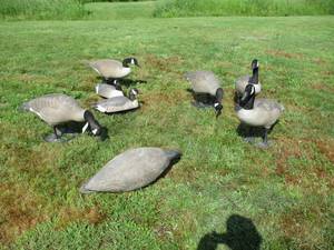 lot 22 image: 8 Goose Decoys