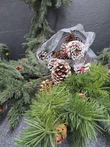 PINE CONES