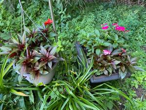 lot 144 image: 2 Plastic Hanging Baskets with Shepherd Hooks,