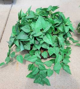 lot 12 image: Succulent Artificial House Plants