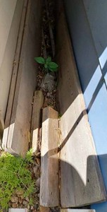 lot 92 image: 13-foot 7-inch Green Treat 2X4 Post, Two 9-foot Posts, and One 12-foot Post with Wood Duck House-Needs Repair