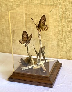 lot 44 image: Vintage Atrophaneura Horishanus Butterfly Taxidermy Display
