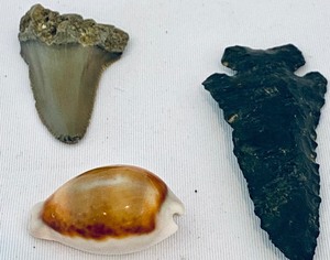 lot 367 image: Fun Finds including Shark Teeth