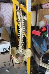 lot 757 image: Spine and Pelvis Bone Skeleton