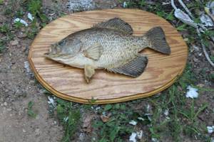 lot 788 image: Fish Mount