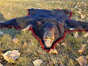 lot 3 image: Bear Rug