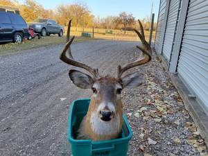 lot 59 image: Whitetail  shoulder mount