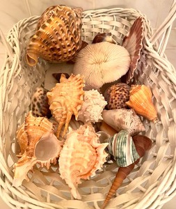lot 195 image: Shells Galore