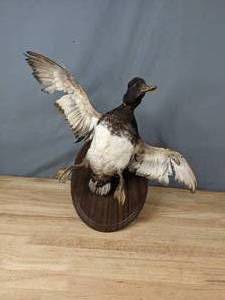 lot 106 image: Opened Wing SpanFlying Duck Wall Mount X
