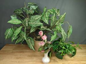 lot 111 image: Collection of (3) Gorgeous House Plants in PotsVases W