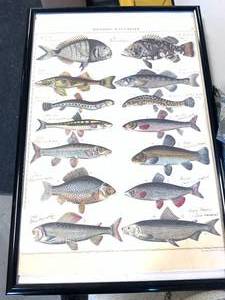 lot 19 image: Framed Fish Art, 21 X 31
