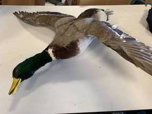lot 21 image: Mallard Duck Taxidermy