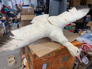lot 22 image: Snow Goose Taxidermy 54 Inch Wingspan
